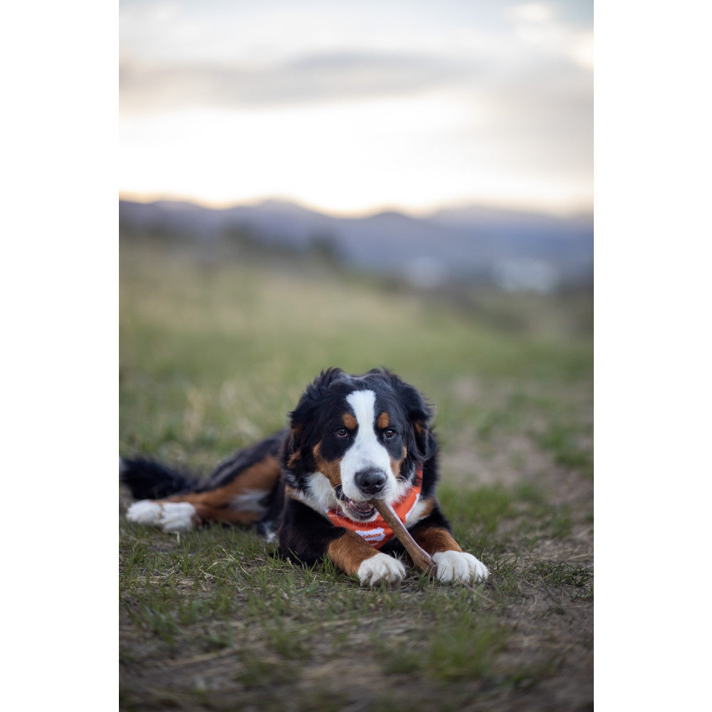Nylabone Healthy Edibles All-Natural Chicken Flavored Dog Chew Souper