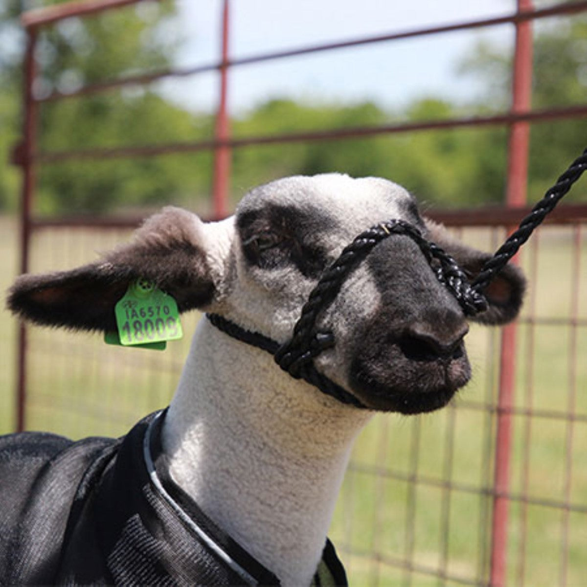 SHEEP HALTER POLY ROPE