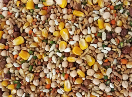 PIGEON #50 W/CORN 16%