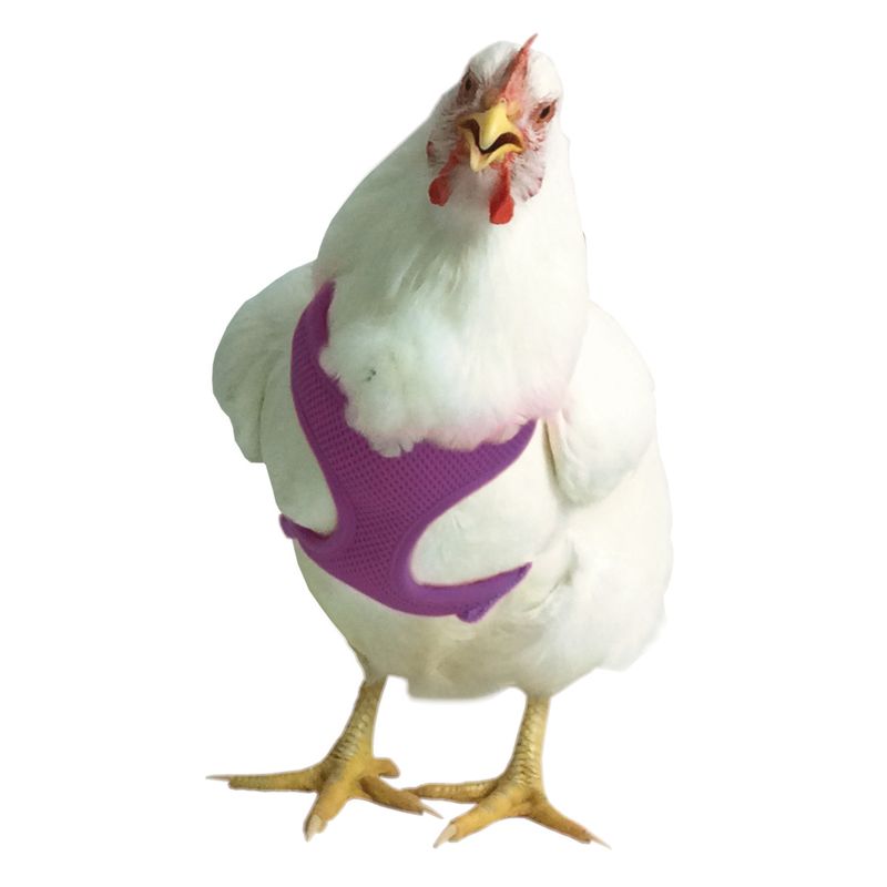 CHICKEN HARN HEN PURP 13"-17"