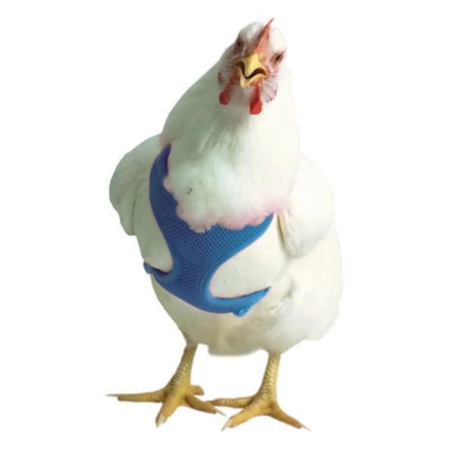 CHICKEN HARN HEN BLU 13"-17" 7