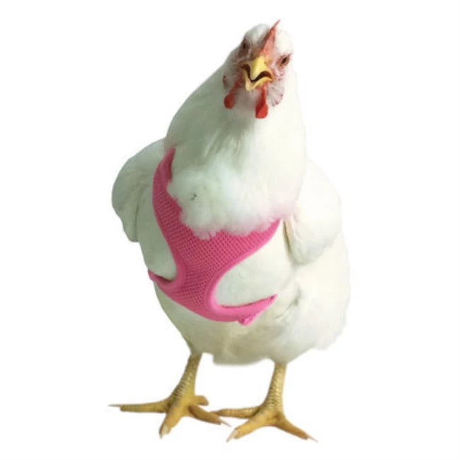 CHICKEN HARN HEN PINK 13"-17"