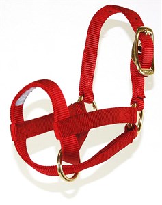 HALTER GOAT NANNY RED
