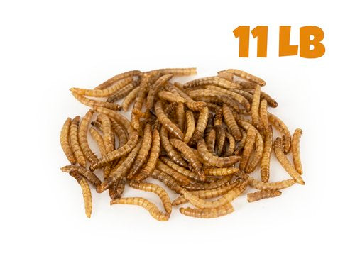 Tillie's Treats Mealworm 11lb