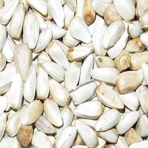 safflower seeds for planting SAFFLOWER #50