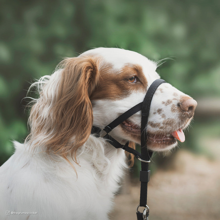 HALTI HEAD COLLAR SIZE 3