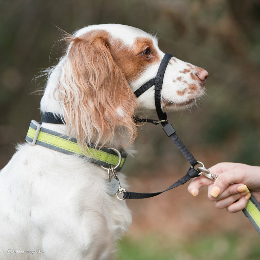 HALTI HEAD COLLAR SIZE 3