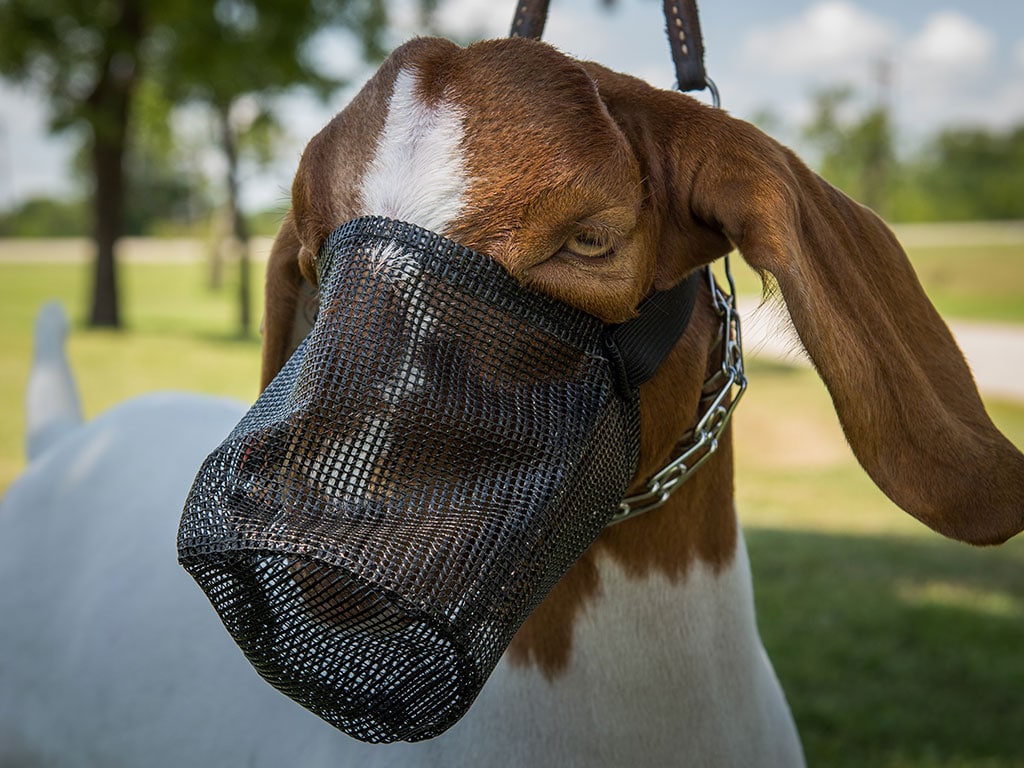 GOAT MESH MUZZLE BLACK
