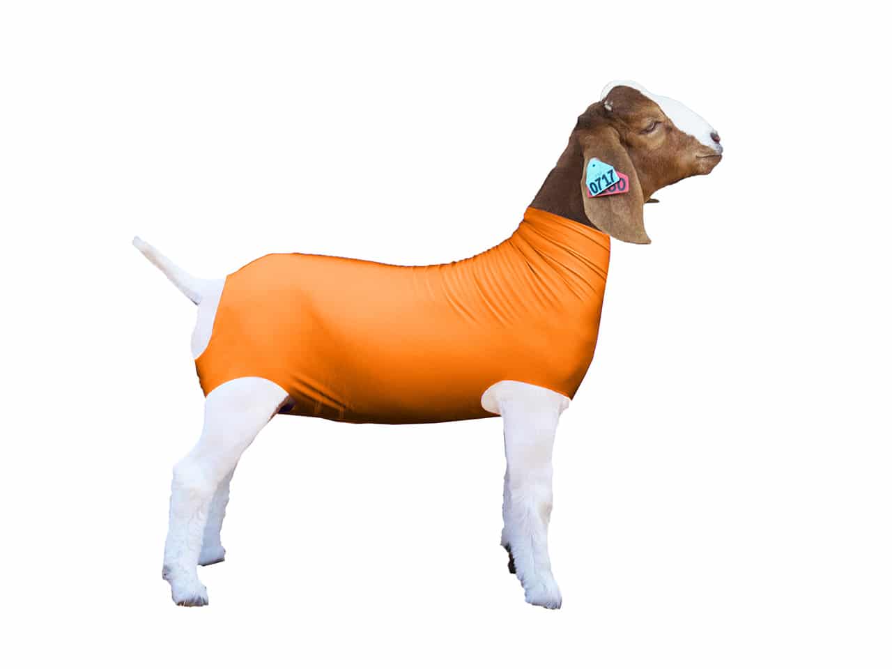 GOAT SOX SPANDEX SOLID L ASST