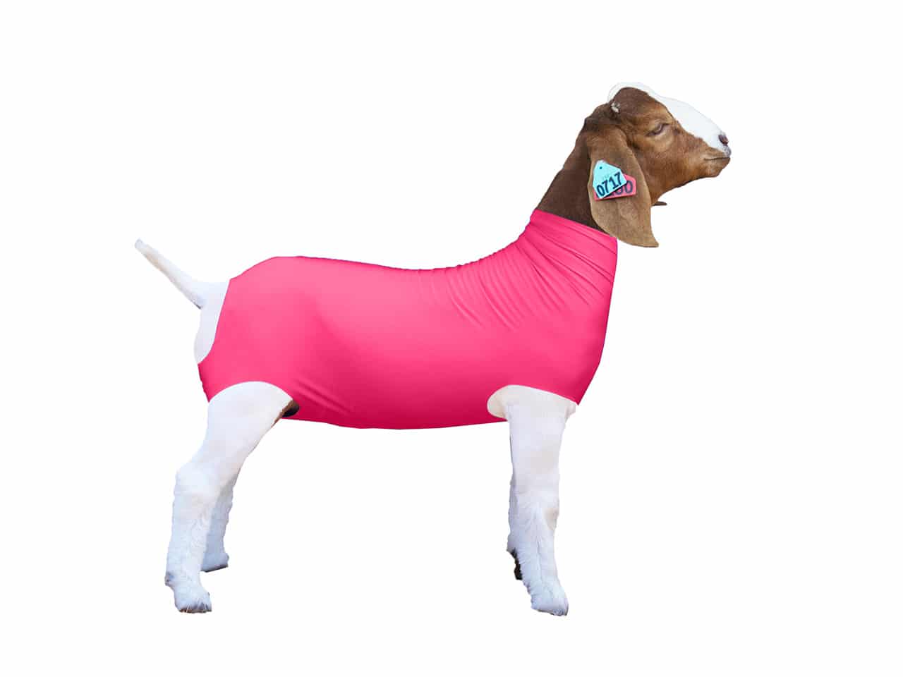 GOAT SOX SPANDEX SOLID M ASST
