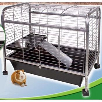 LIVING ROOM SERIES GUINEA PIG
