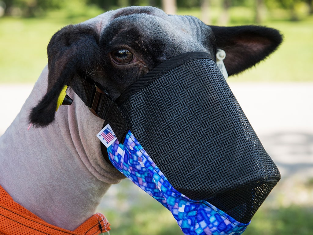 SHEEP MUZZLE NYLON PRINT