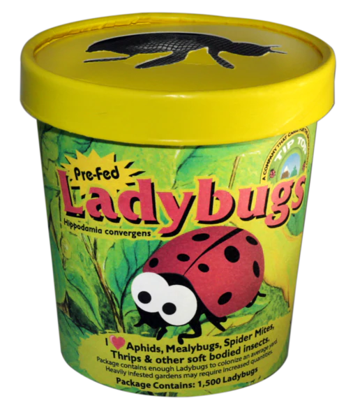 LADY BUGS cup 750 ct