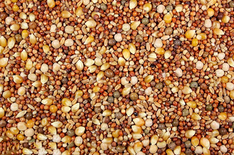 PIGEON #50 W/CORN 16%