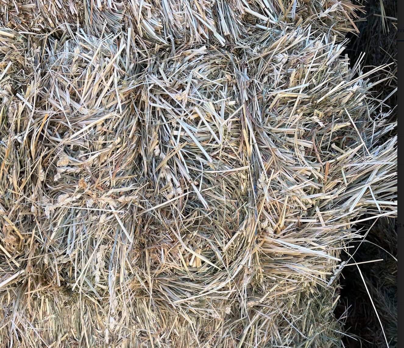 GRASS HAY ORCHARD GRASS