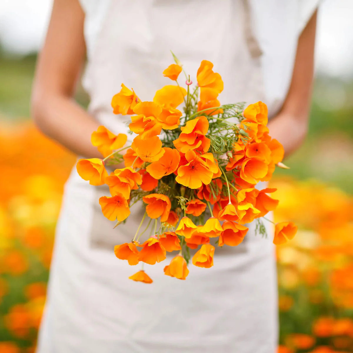 CALIFORNIA POPPY seed 1oz