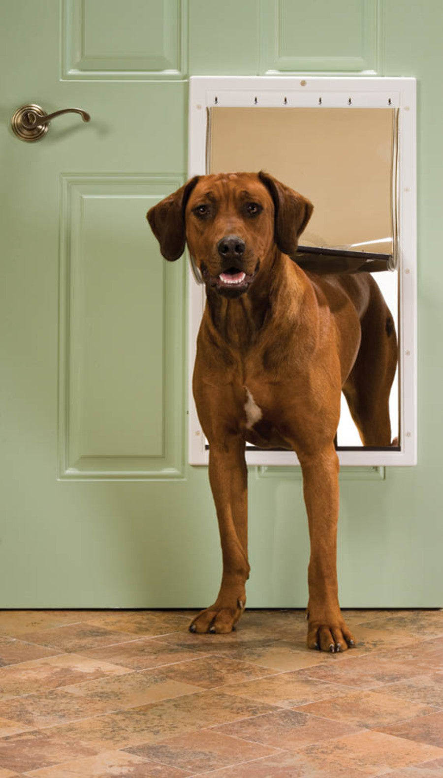 PET DOOR PLASTIC PREM WHT XL