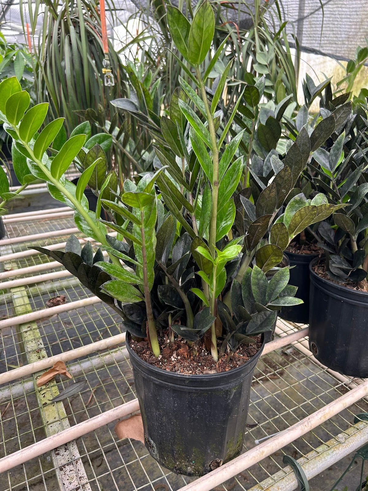 ZZ Plants