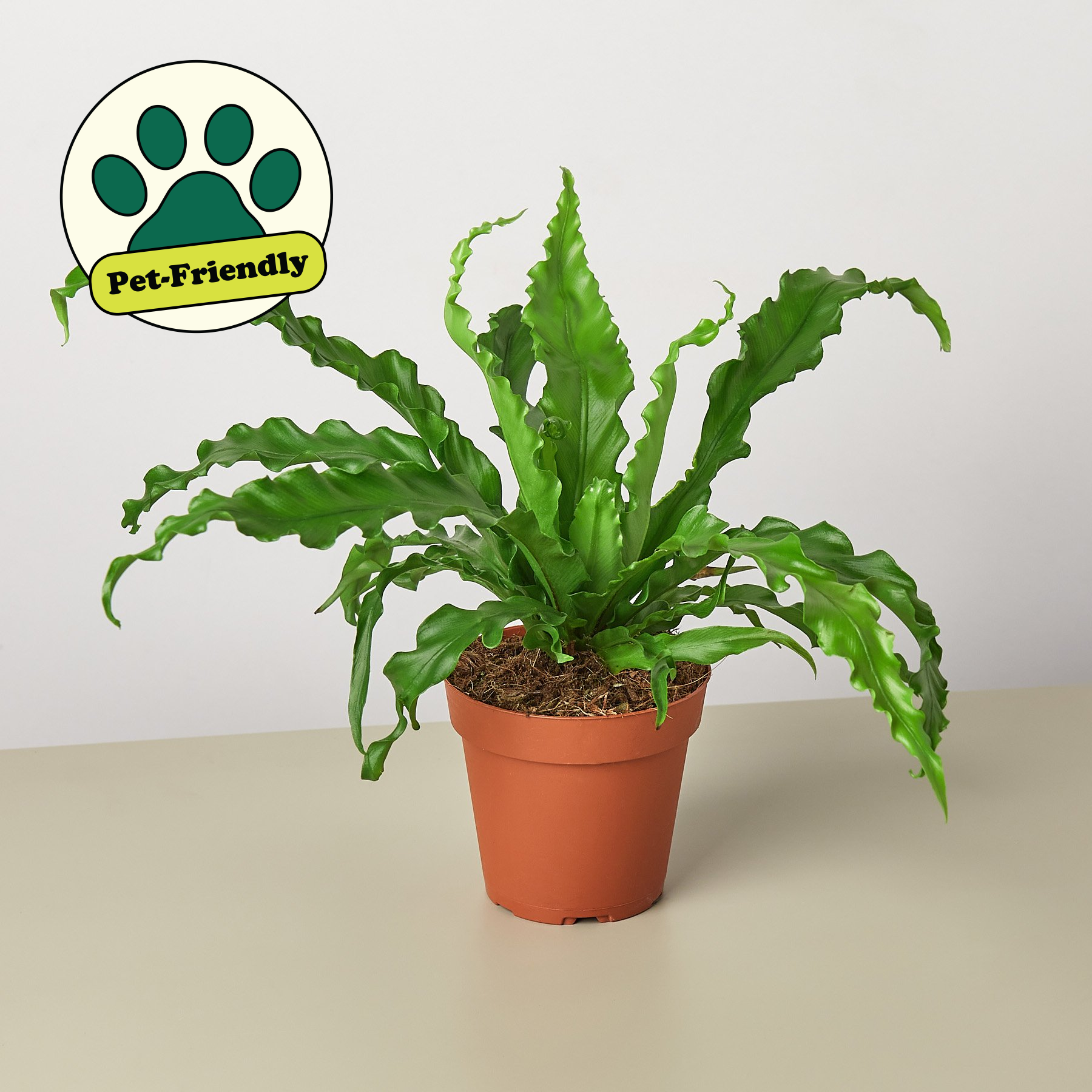 House Plants Pet-Friendly