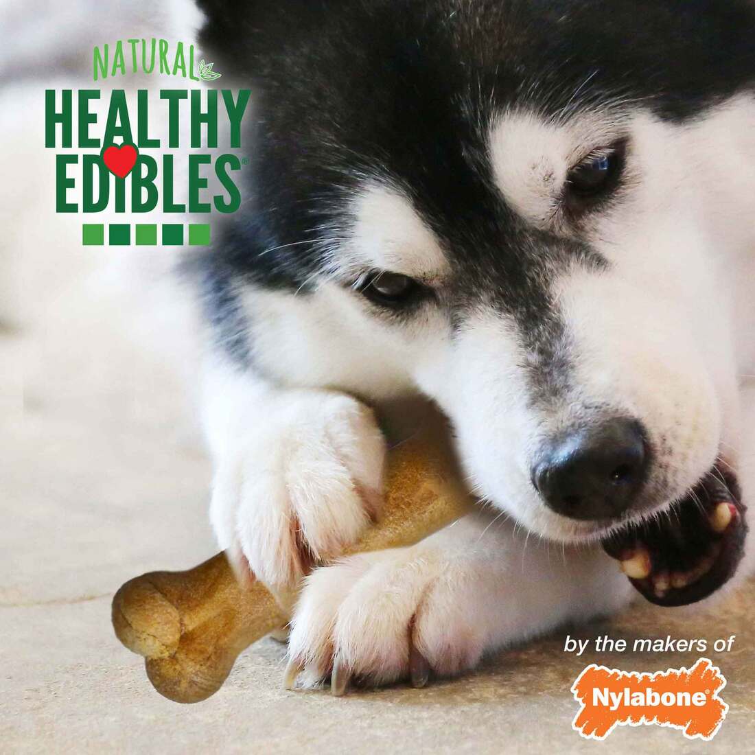 NYLABONE ROAST BF WOLF 2PK