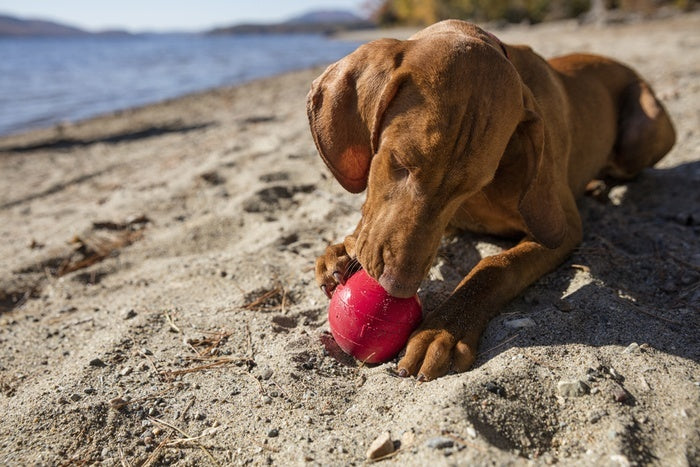 KONG BALL DOG TOY