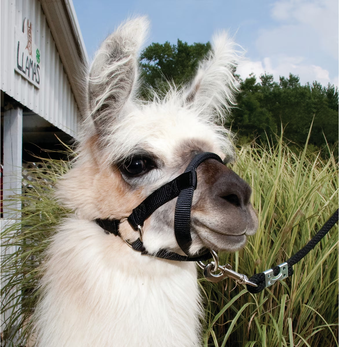 Llama Halter Black Small