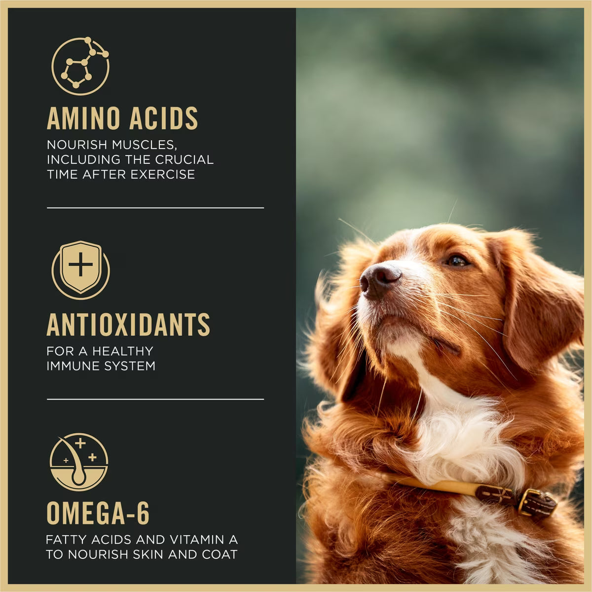 Purina Pro Plan Sport Active All Life Stages High-Protein 27/17 Chicken & Rice Recipe Dry Dog Food 37.5lb