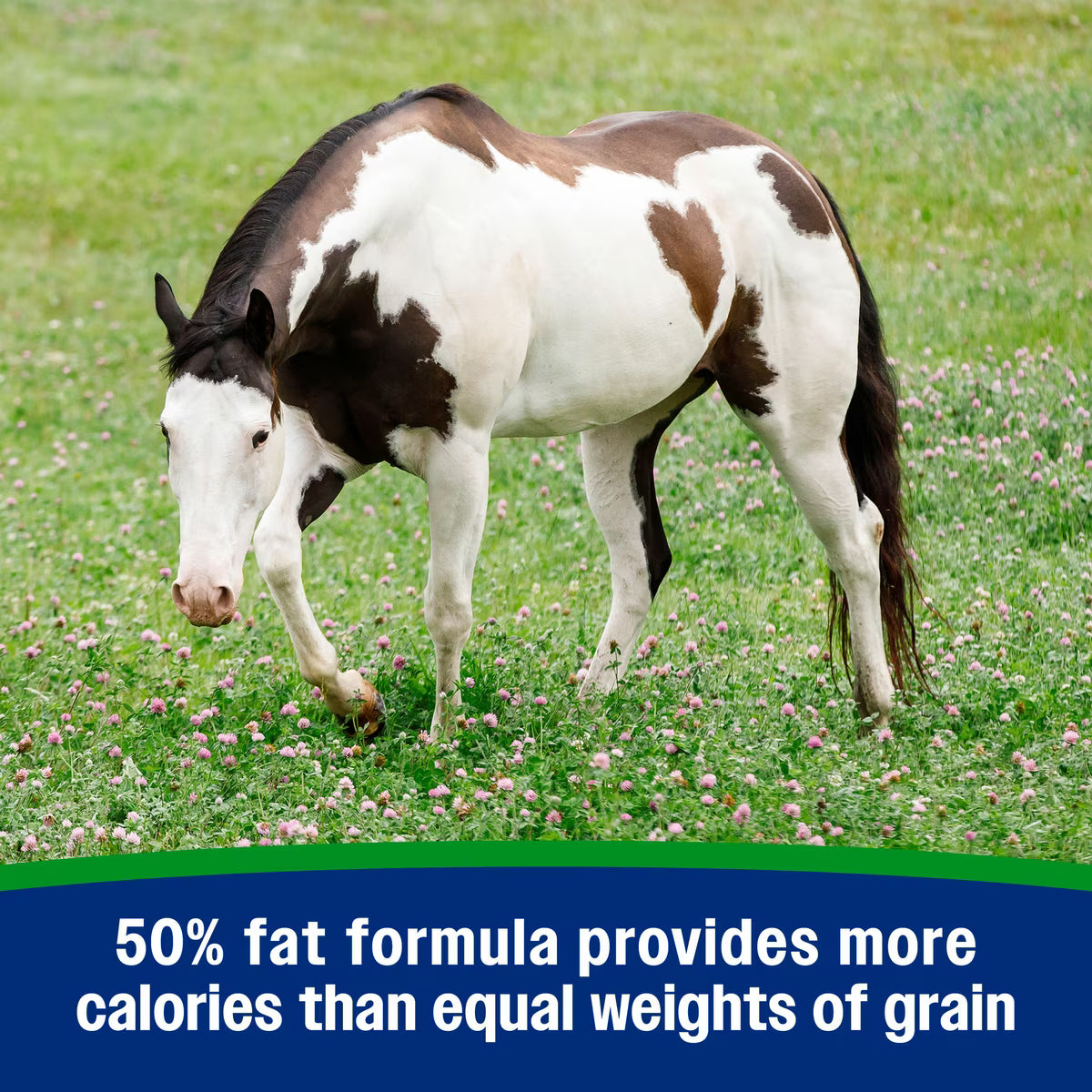 Farnam Weight Builder & Support Supplement for Horses 7.5lb