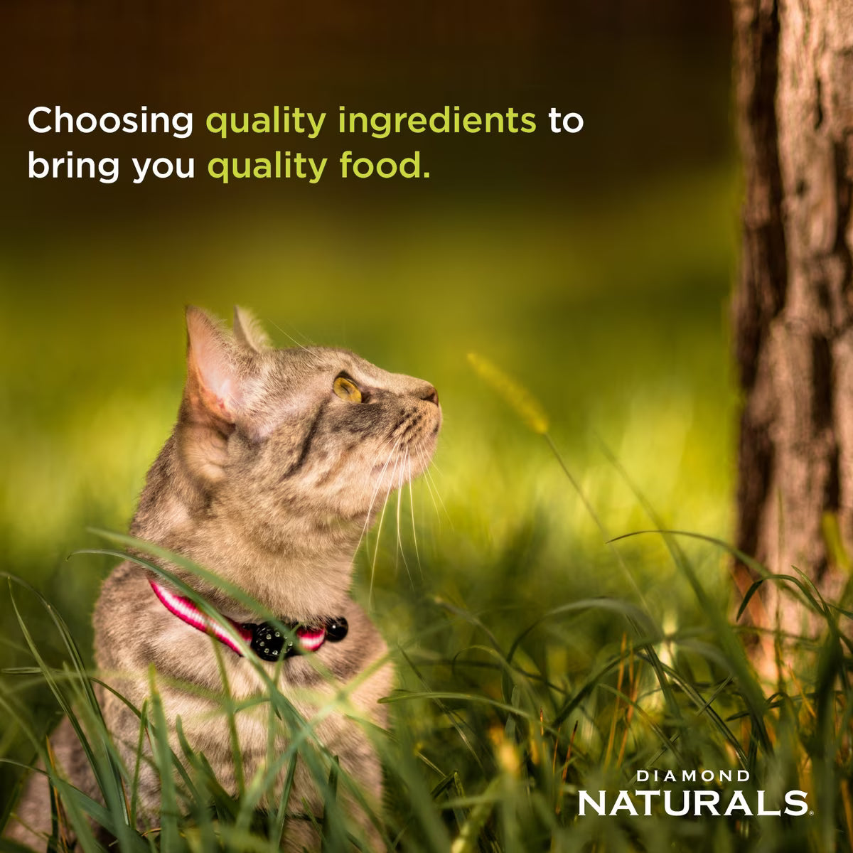 Diamond Naturals Indoor Formula Dry Cat Food 18lb