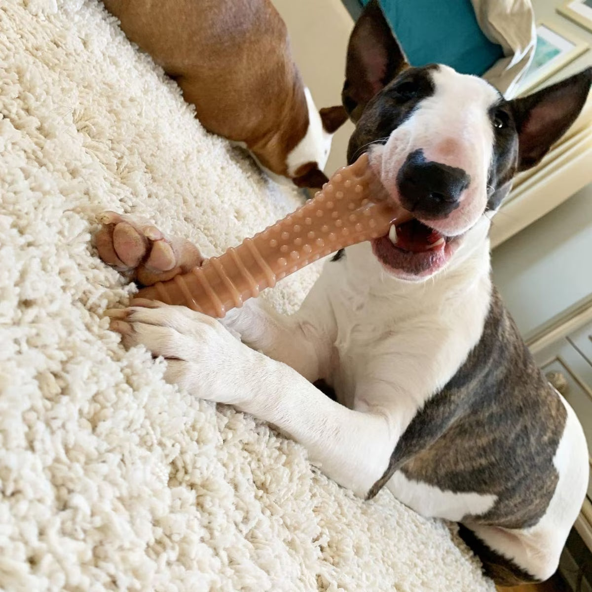 Nylabone BACON SOUPER