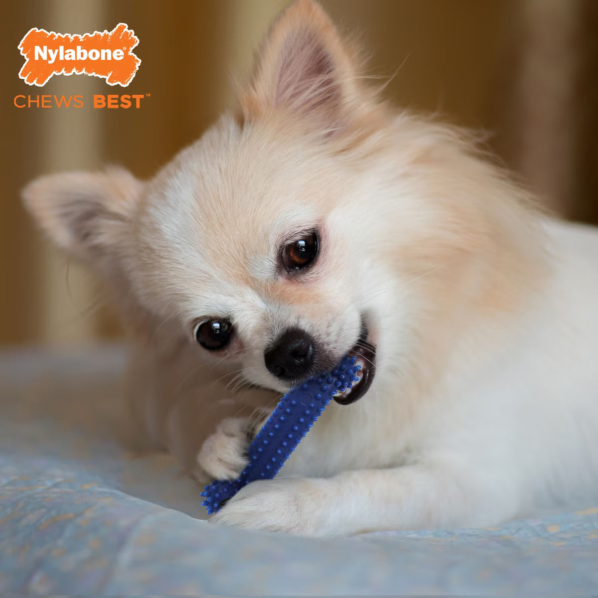 NYLABONE SML DOG VALUE PACK