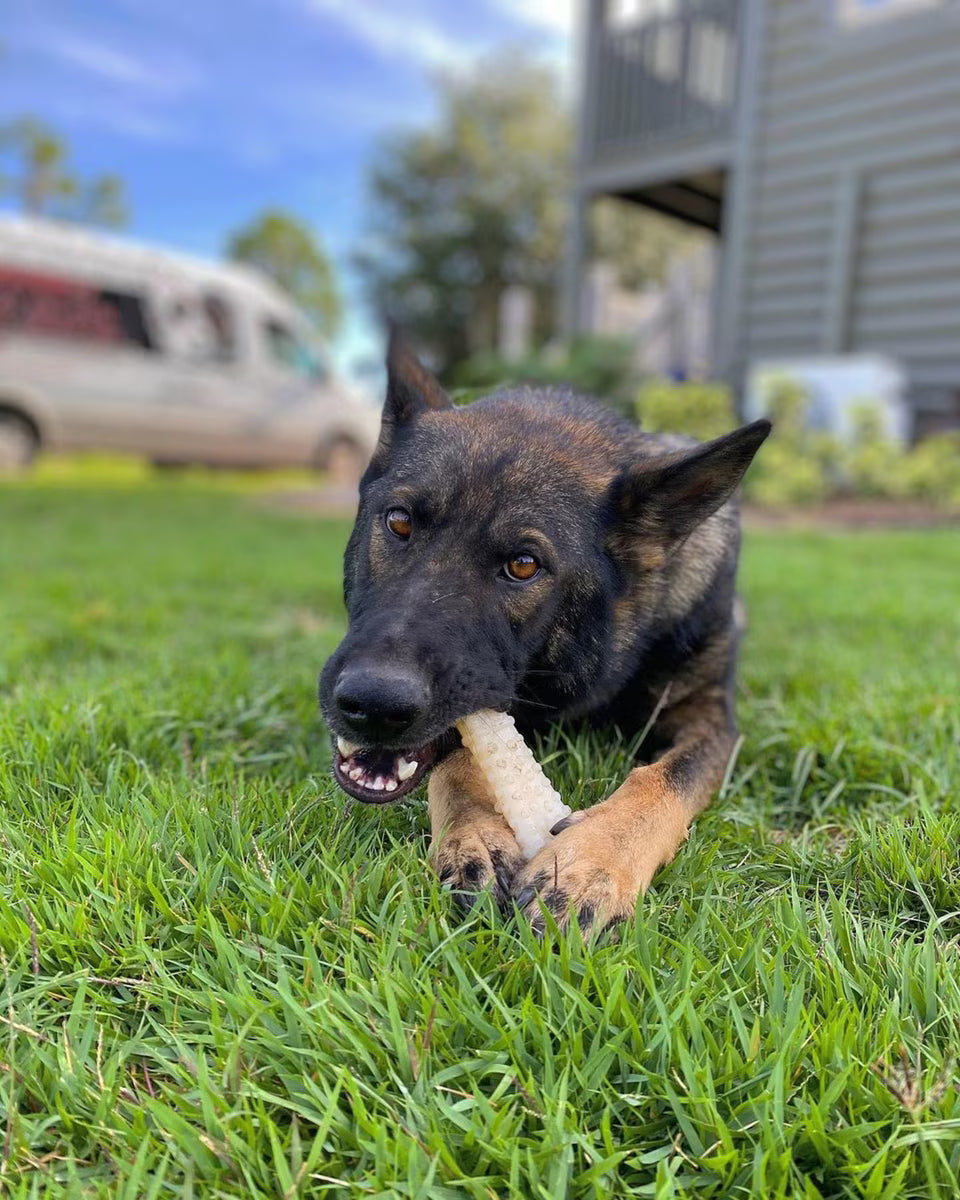 NYLABONE SOUPER NS105