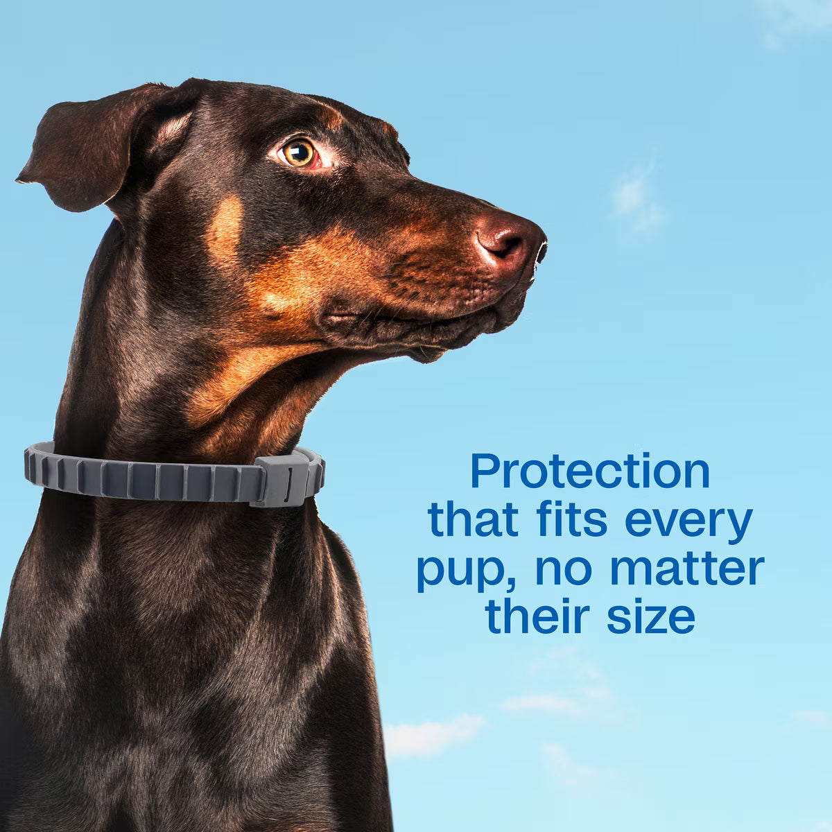 Adams Flea & Tick Collar for Dogs & Puppies 2 Pack 12 Month Supply
