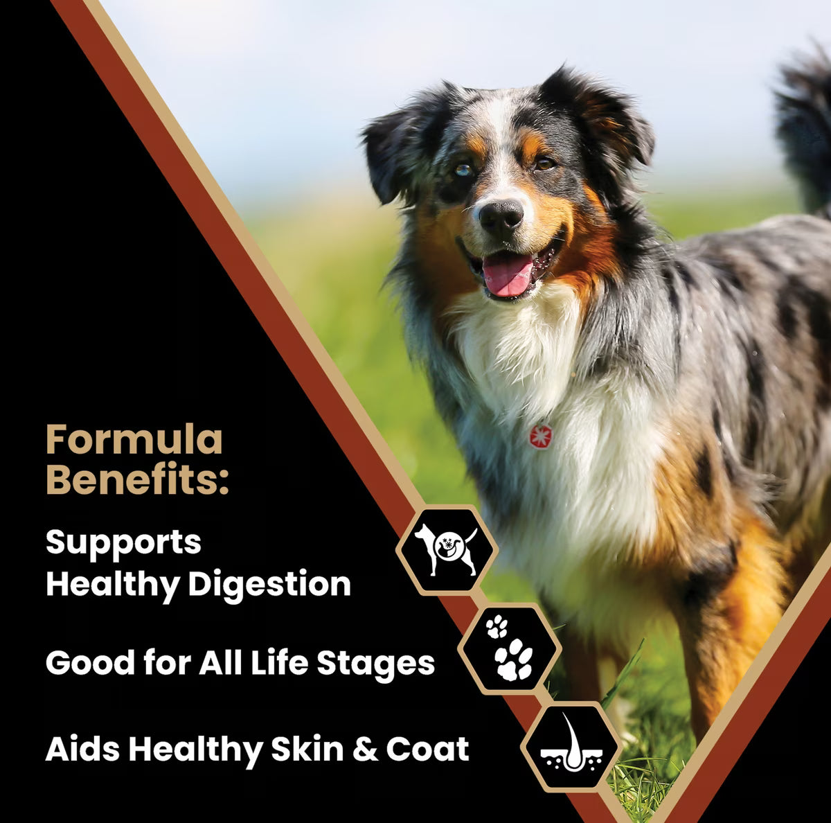 VICTOR Gluten-Free Chicken Meal & Brown Rice Formula Dry Dog Food 40lb