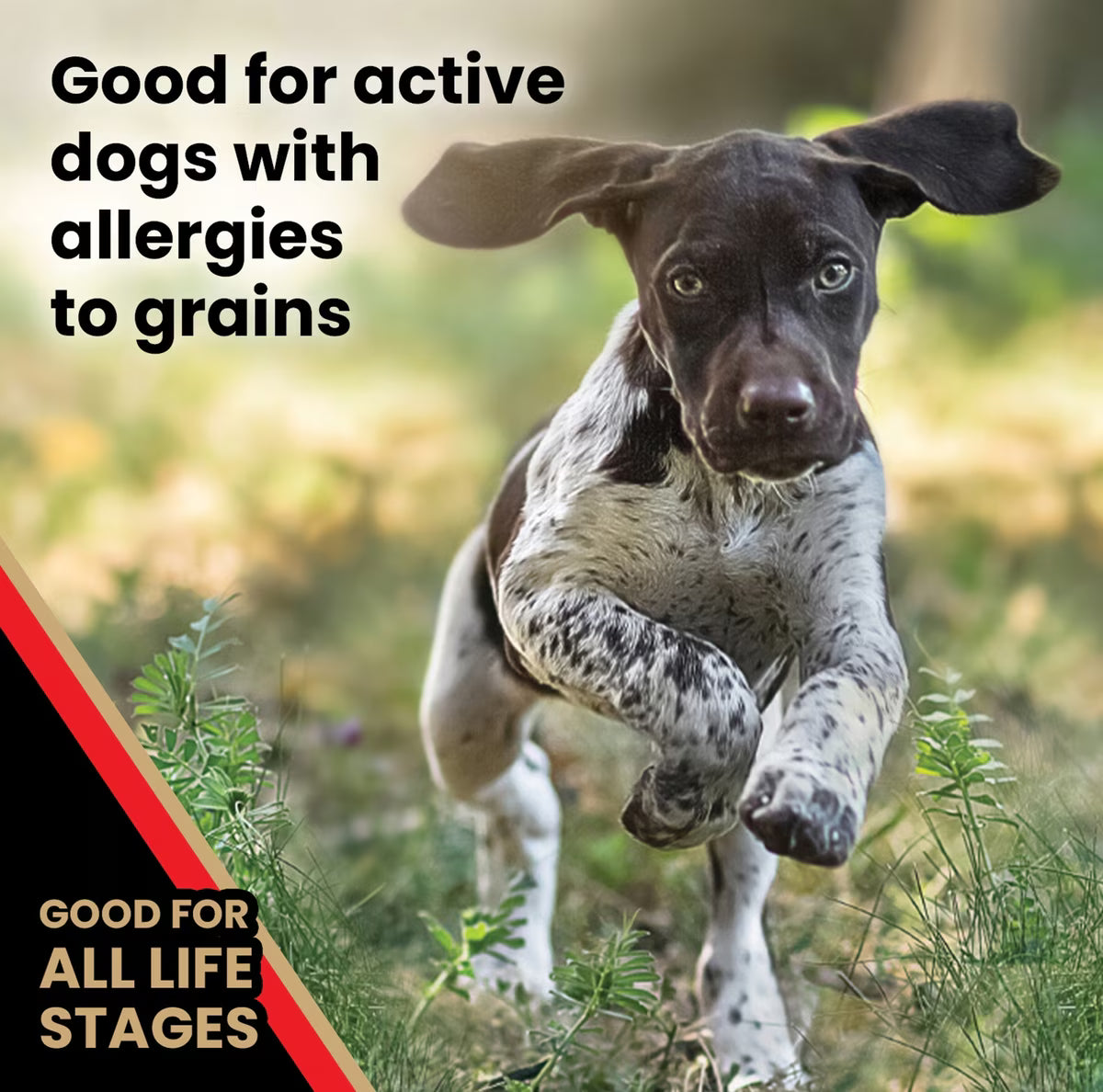 VICTOR Grain-Free Active High Protein Dry Dog Food 30lb