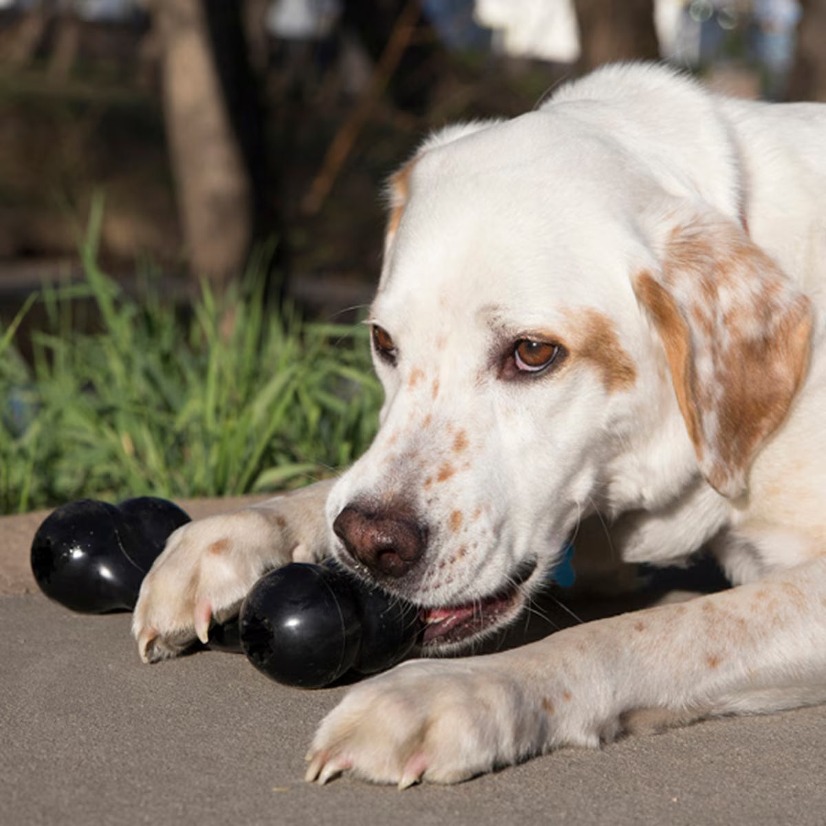 Kong Extreme Goodie Bone     L