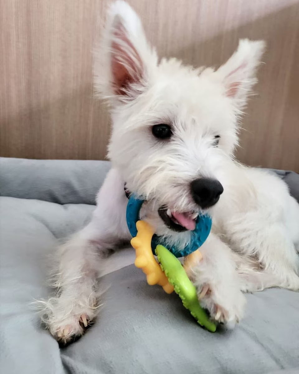 NYLABONE PUPPY TEETH RINGS