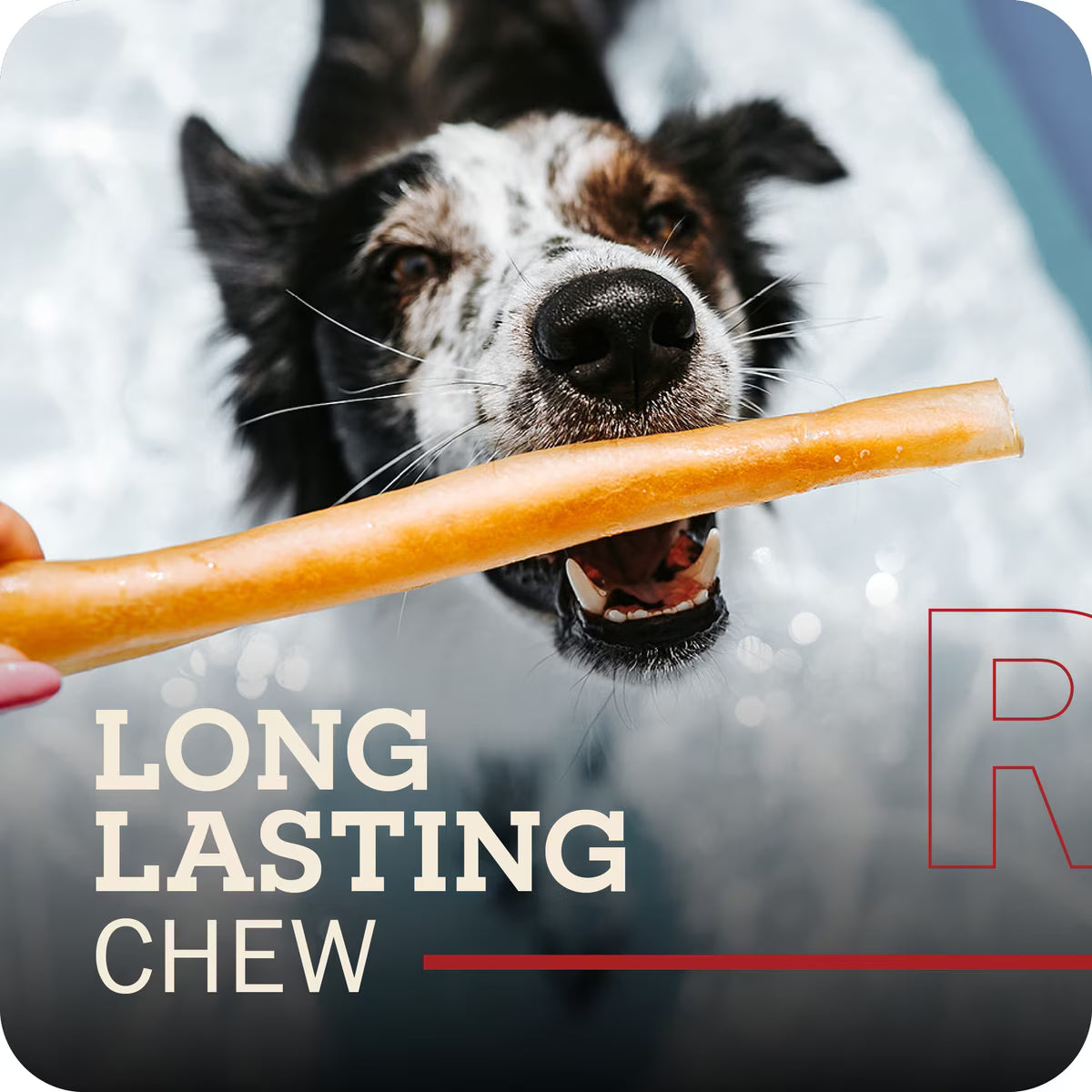 RB Collagen Stick Dog Treat xl