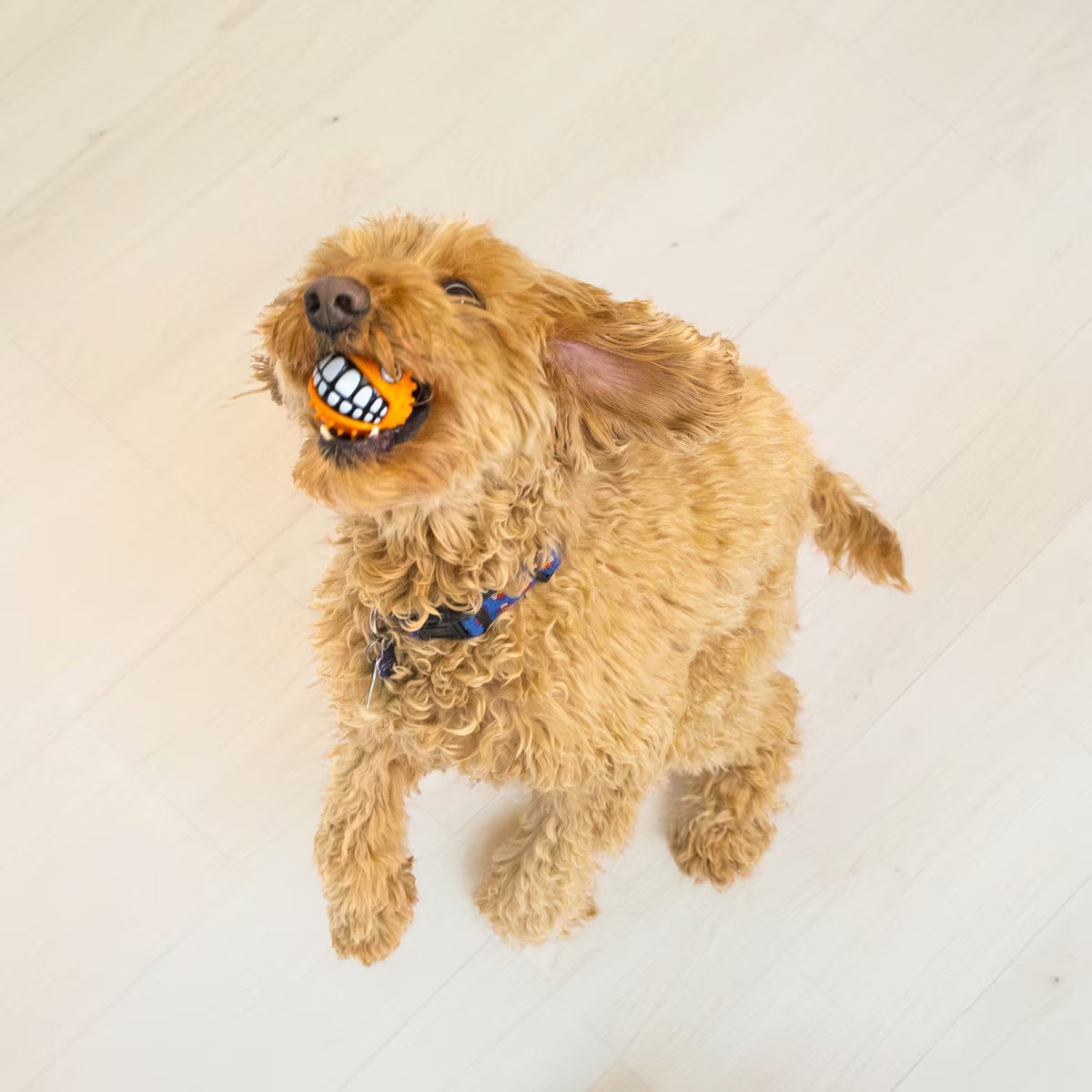 Kong Grinz Puffer Fish Squeaky Ball Dog Toy Small