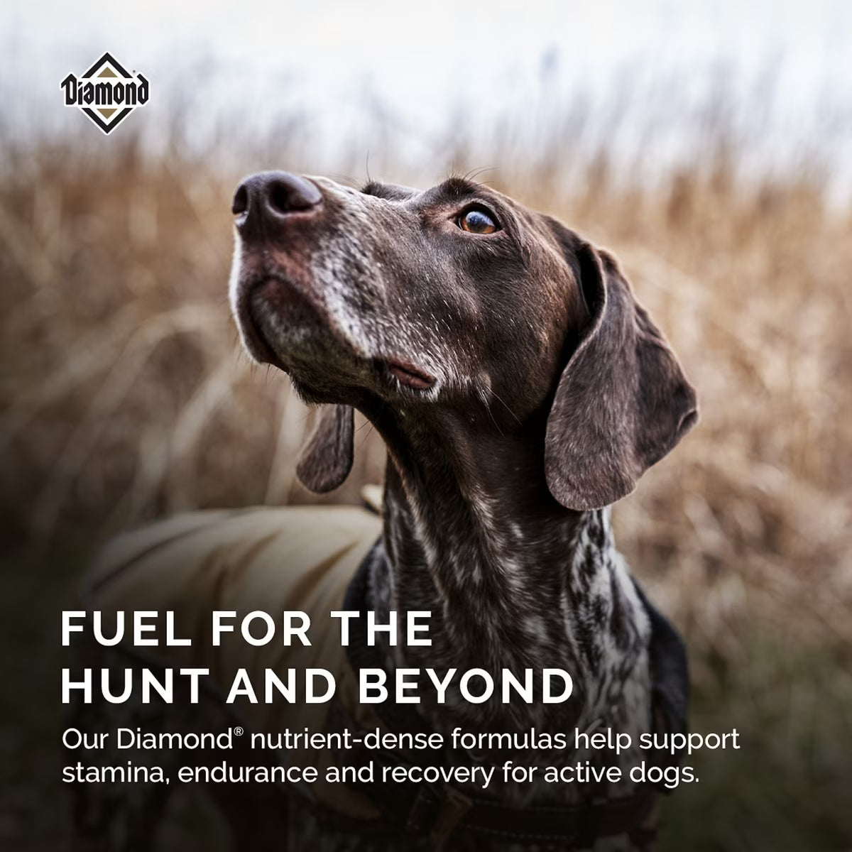 Diamond High Energy 24/20 for Highly Active Adult Dogs 50lb