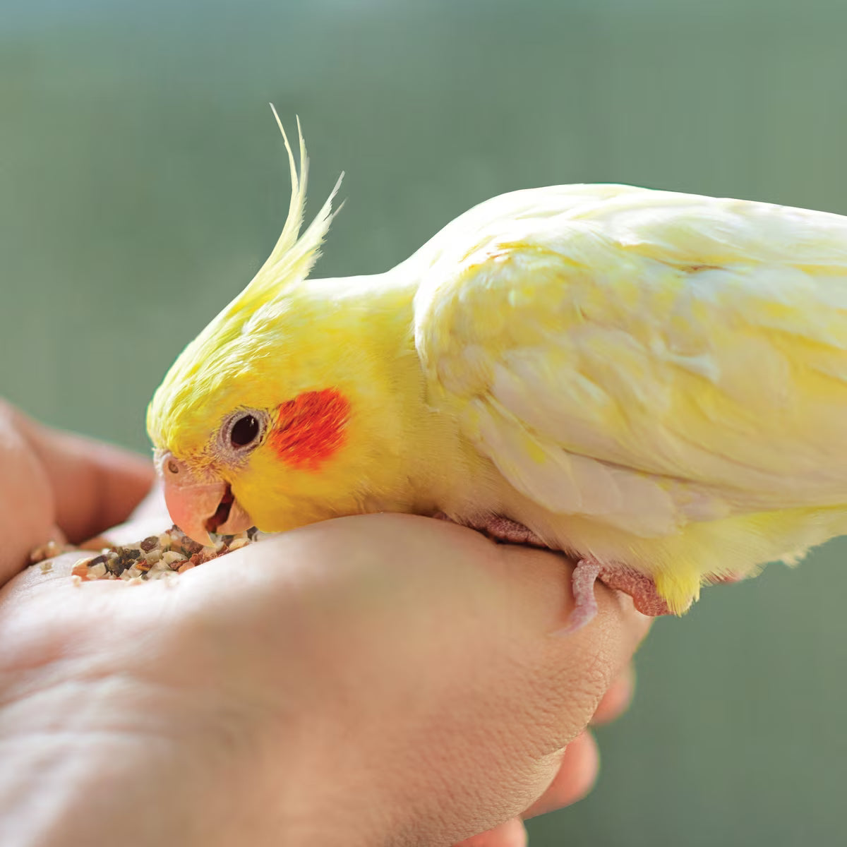 Kaytee Fiesta Mango Flavored Yogurt Dipped Papaya Bird Treats 2.5oz