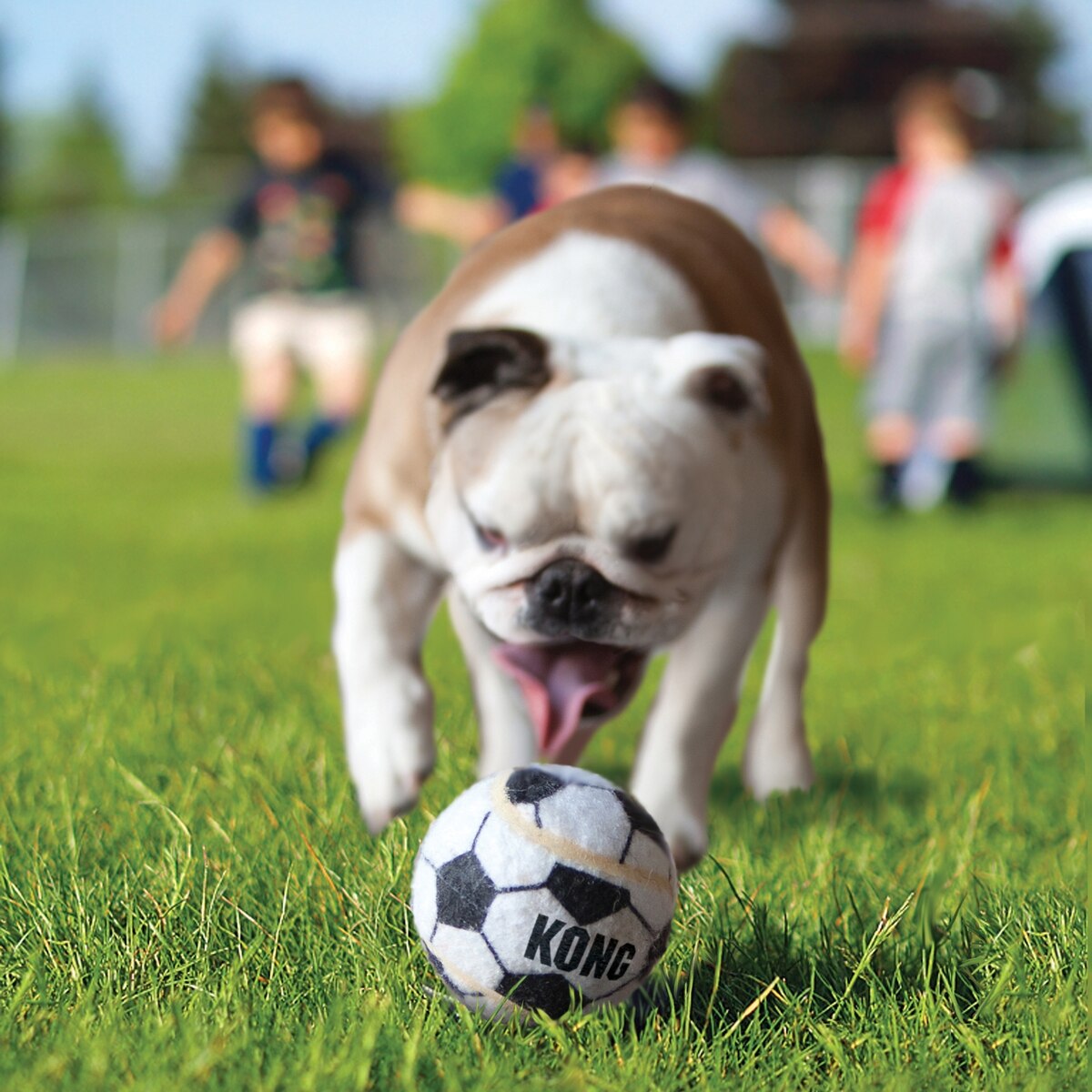 Kong Sport Balls for Dogs Large 2pk