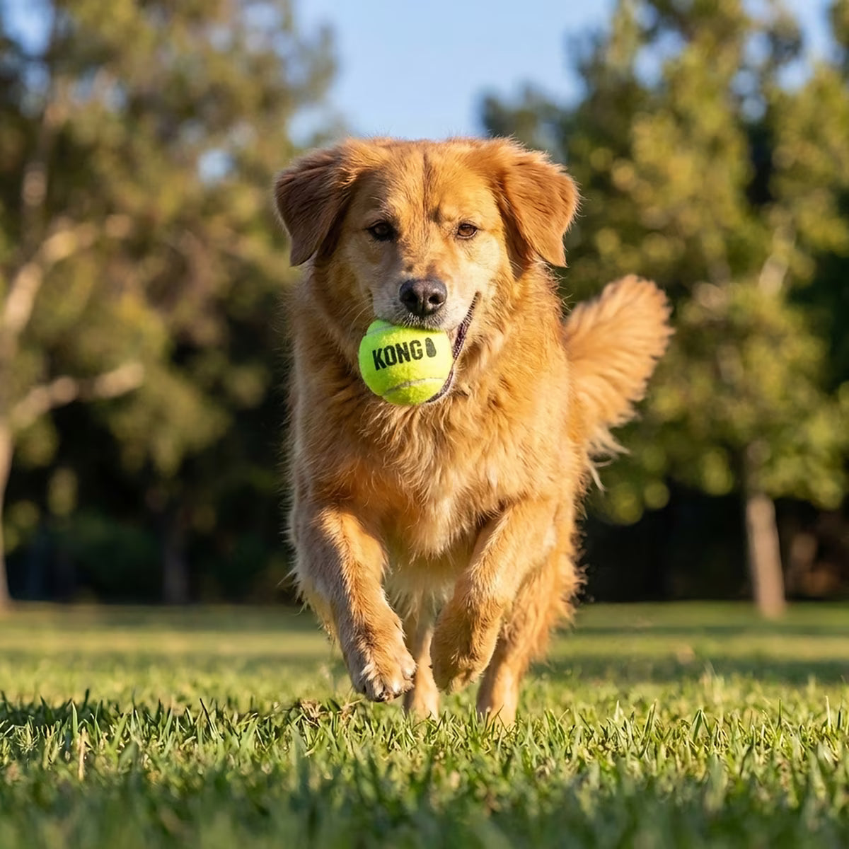 Kong SqueakAir Ball for Dogs Large