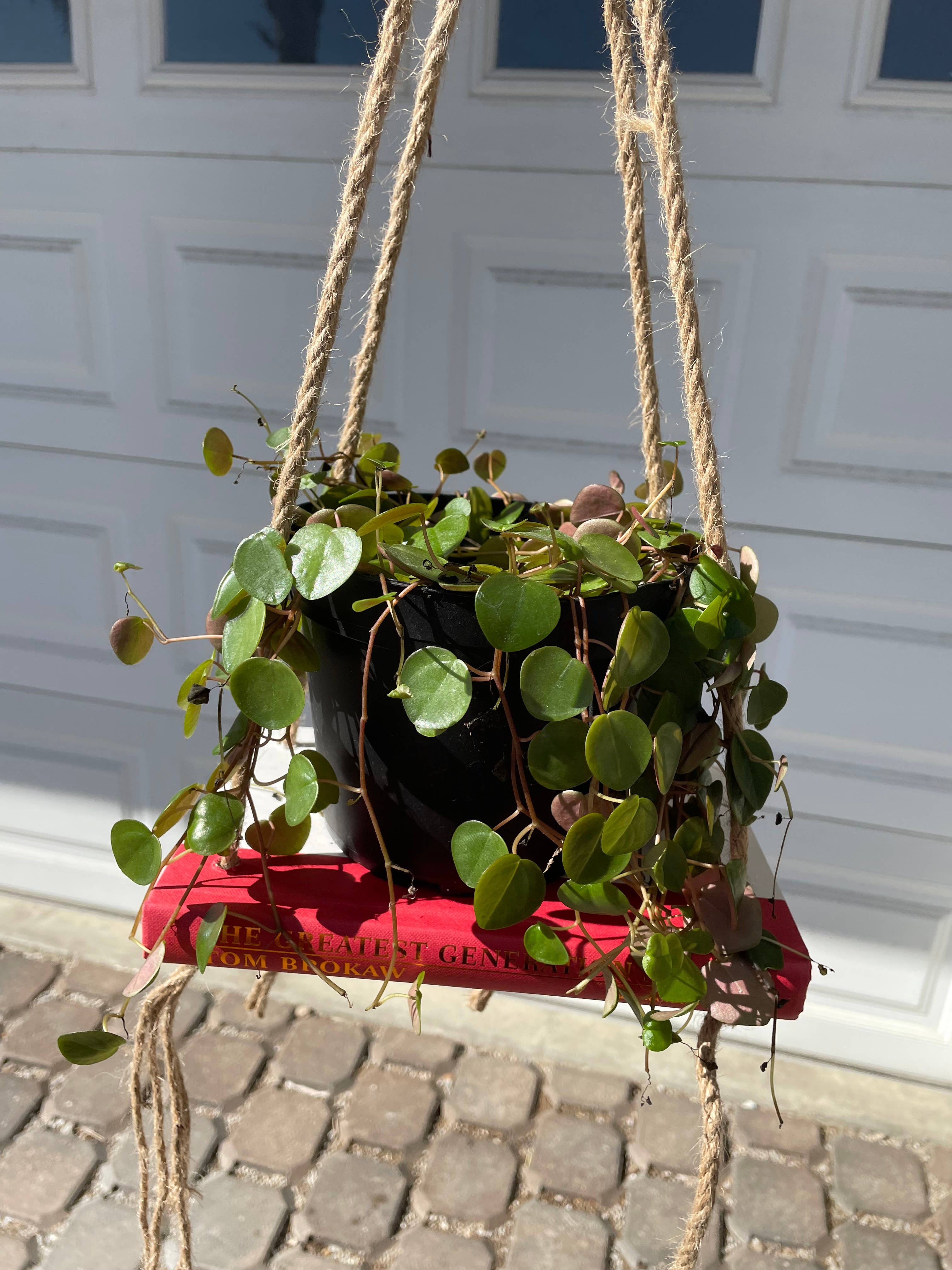 Bookish Bloom Shelf Planter