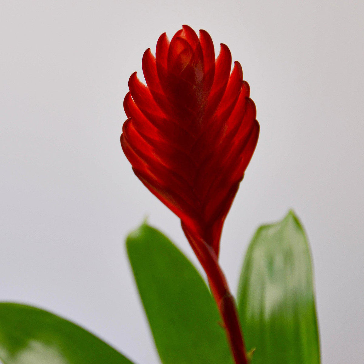 Bromeliad 'Christiane'