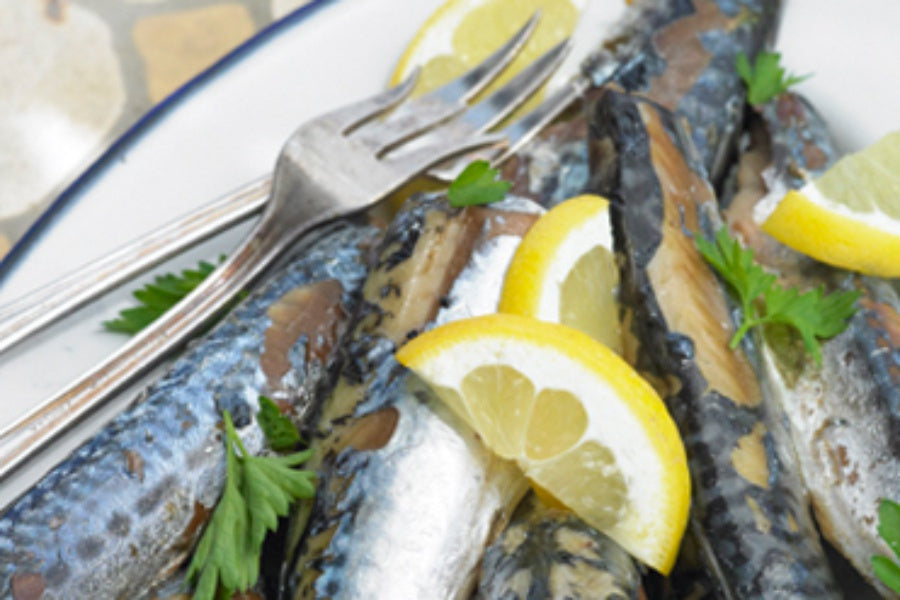 Atlantic Mackerel in Water
