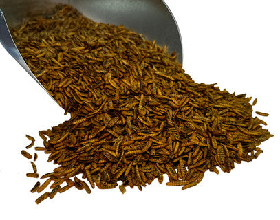 Bar ALE Super Grubs Dried Black Soldier Fly Larvae 14oz
