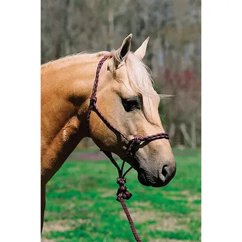 HALTER/LEAD MOUNTAIN PURPLE/WHITE