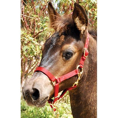 Adjustable Nylon Miniature Horse Halter