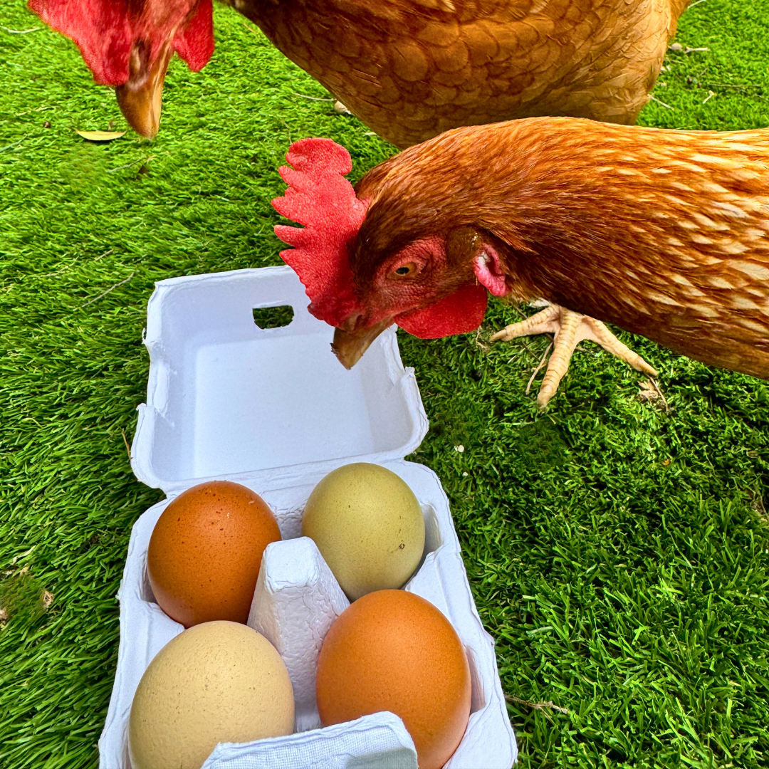 "Just Got Laid" 4-Egg Carton